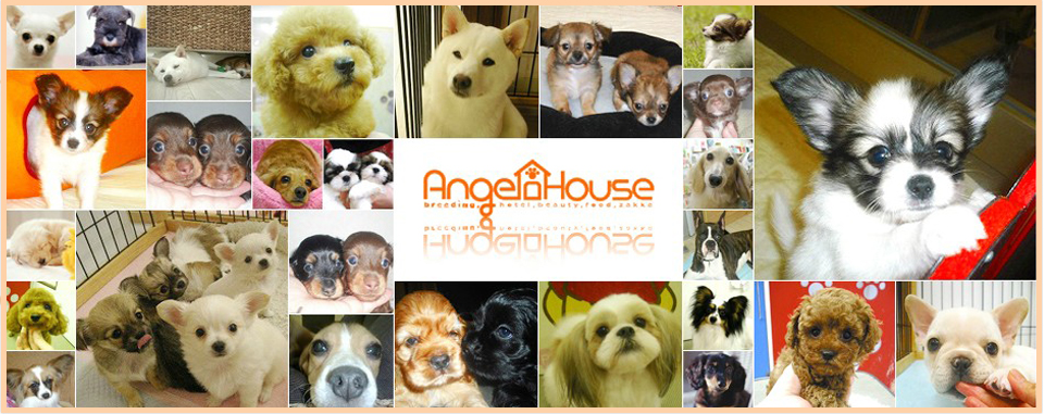 エンジェルハウス[Angel house]|鳥取　ペットショップ・ブリーダ　仔犬販売