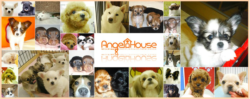 エンジェルハウス[Angel house],鳥取,ペットショップ,ブリーダー,仔犬販売,ペットホテル,トリミング,プードル,マイクロバブル